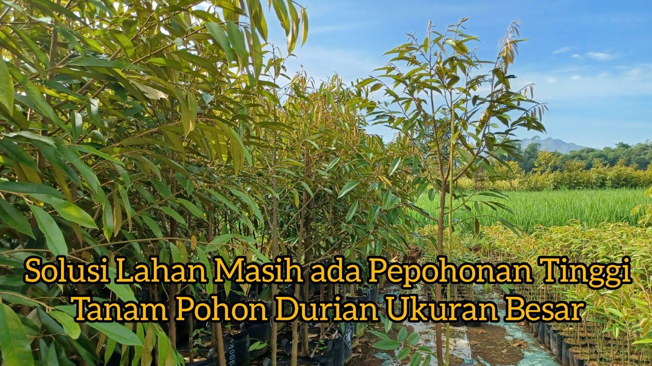 Pohon Durian Musangking vs Bawor Siap Tanam