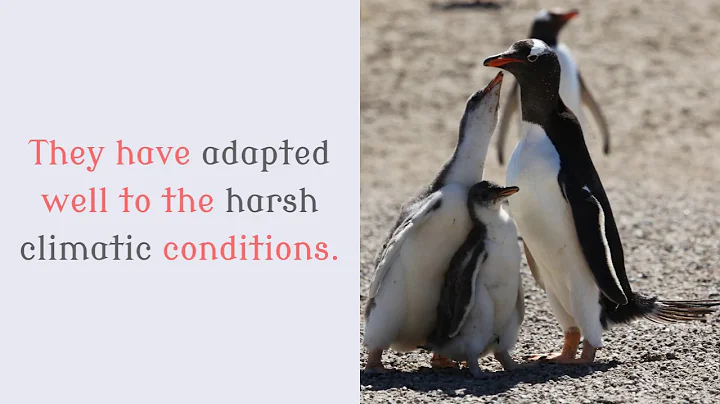 15 Unknown Things You Should Know About Gentoo Penguin