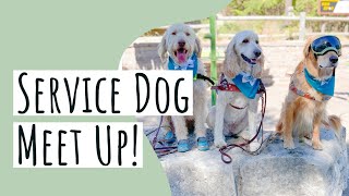Service Dog Meet Up // 11 dogs at the mall