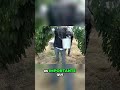 Consecuencias del Calor: Cómo Afecta a los Cerezos
