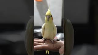 ang alaga kong c SIGABO