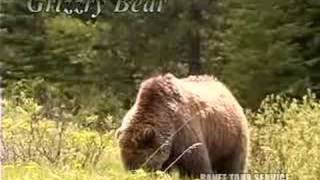 グリズリー ベアー Youtube