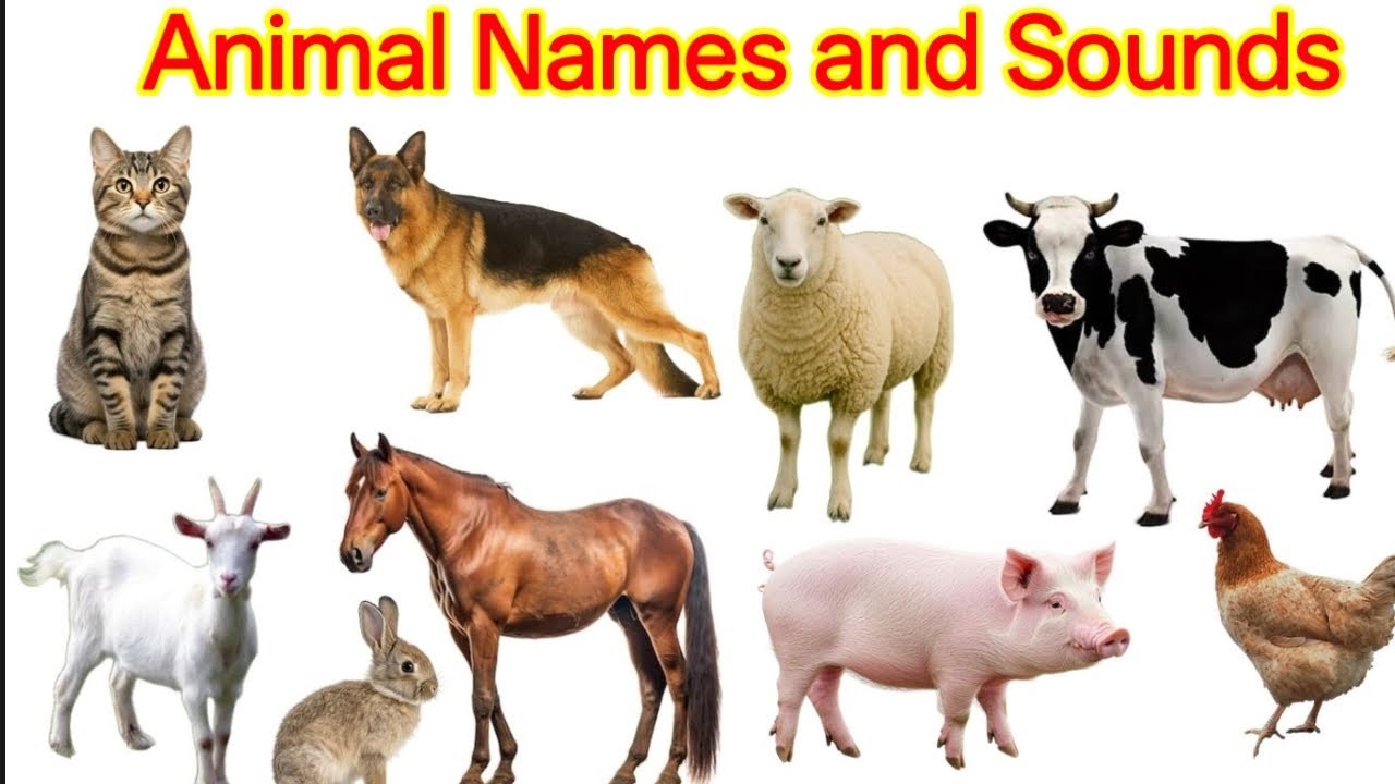 Animal Names and Sounds in Hindi and English | जानवरों के नाम और उनकी आवाज | Kids Learning Video