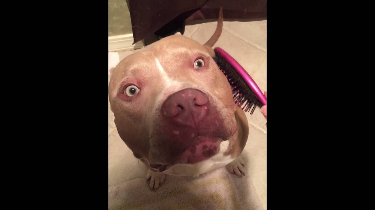 Pitbull puppy loves getting brushed YouTube