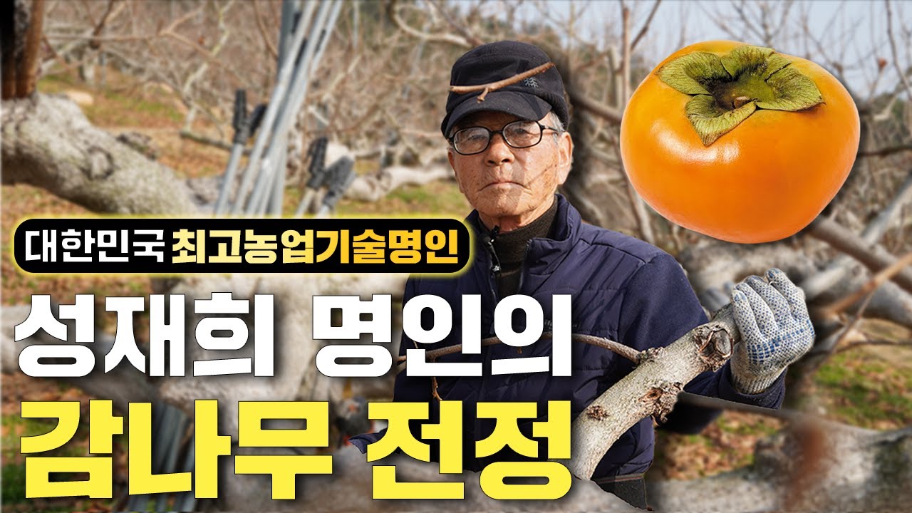 대한민국 최고농업기술명인의 감나무 전정 방법 대공개!!