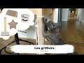 Comment sauver son canapé des griffes de nos chats : les griffoirs ! - Loki & Mojo