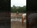 18INCH COURSE LOKI WAS SO GOOD! #equestrianjourney #foryoypage #horse #loki