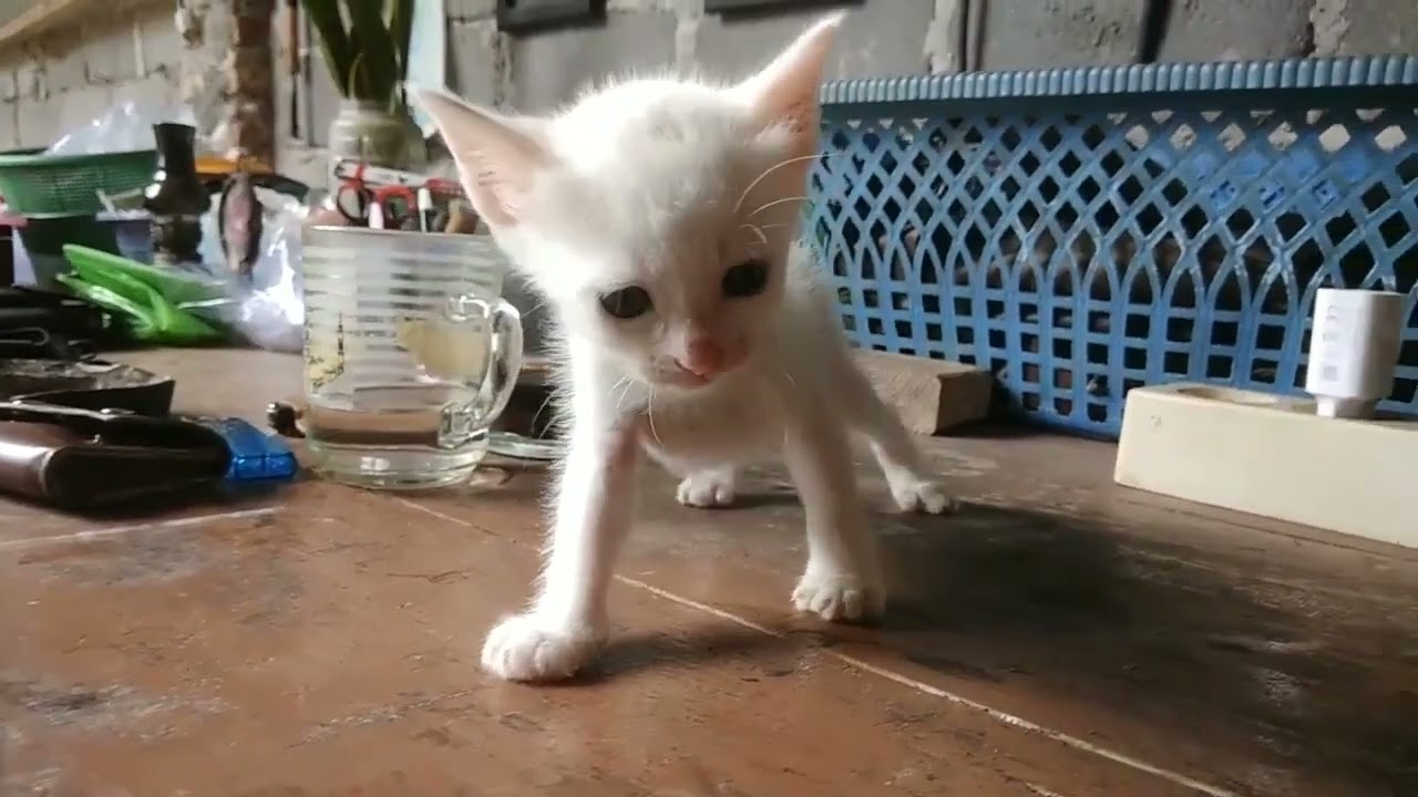 Very cute white kitten | Budi Cat 