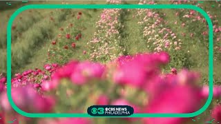 Festival of the Peony: Explore this private garden collection with more than 55K flowers