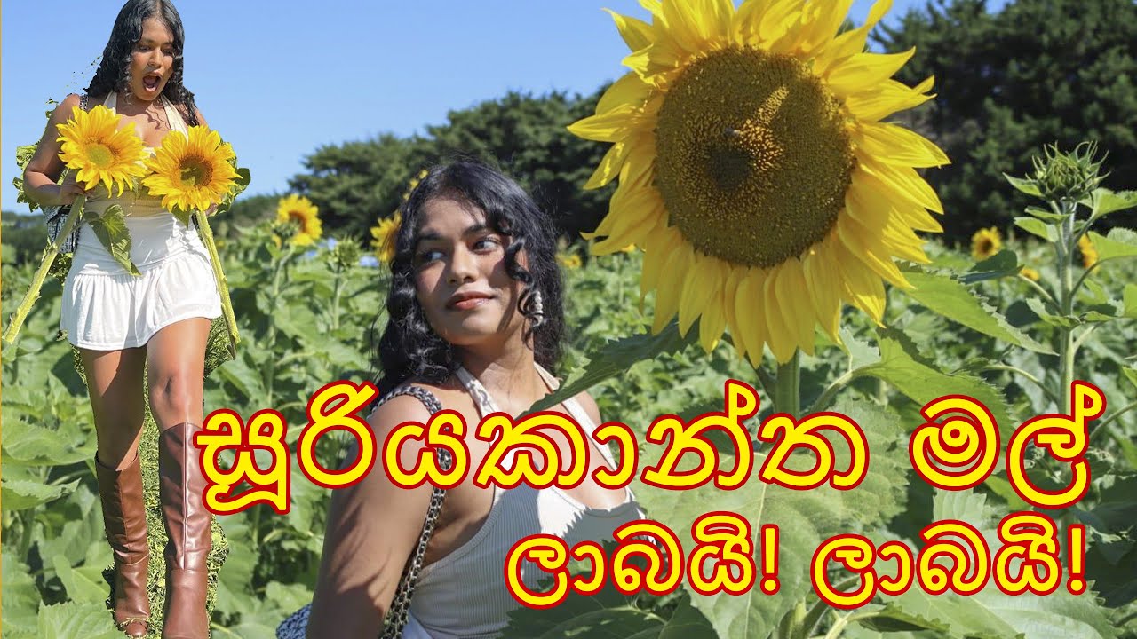 Sunflower Cultivation In Sri Lanka Best Flower Site