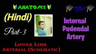 Part-3 Lower Limb Arterial Schematic Internal Pudendal Artery 