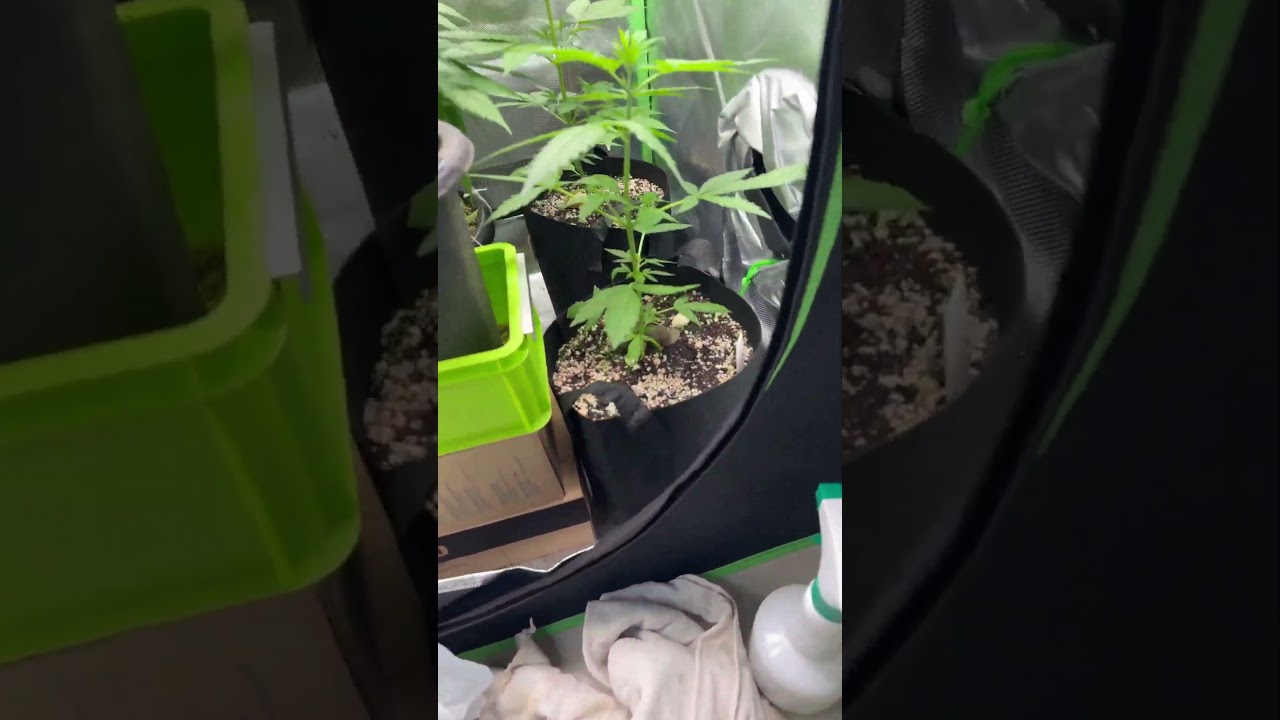 Inicianndo a jardinagem… quase 2 meses 3 automaticas 1 de pren!!  