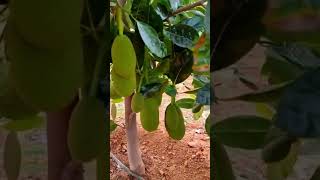 One year Jack fruit plant