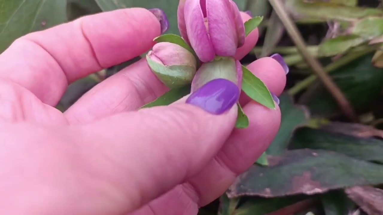 Сад півдня Останній день зими в саду