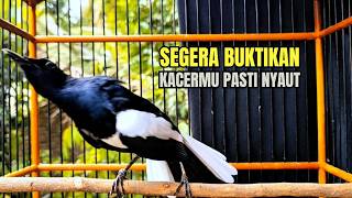 PANCINGAN KACER TERBAIK bikin Semua Jenis Kacer LANGSUNG KONSLET, Terapi Kacer Agar GACOR NGEPLONG