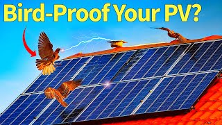 Keep Birds Away From Solar Panels - Amazing Solutions 2024 Bird Spikes For Solar Panels Anti Bird Pigeon Spikes For Solar System Protection