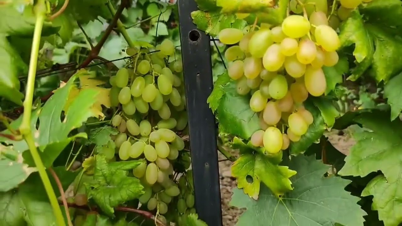 Виноград.Классика.музыка.вечность.