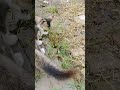 kay apne ghas khate huye billi dekhe hai?#youtubeshorts #adventure #viral #bagadbilla #animal #movie
