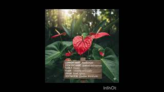 Identification of the flower plants #gardening #flowers #reels #plants #rose #anthurium