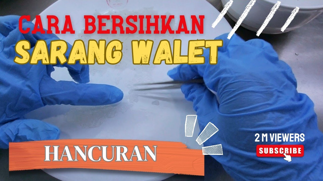 CARA BERSIHKAN SARANG WALET HANCURAN ‼️ BEKAS CABUT SARANG WALET UTUH