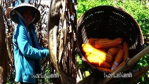 Ntais Pob Kws Daj Plaub Pob Kwv Phanh Pub Qaib Lub 10 Hli Ntuj