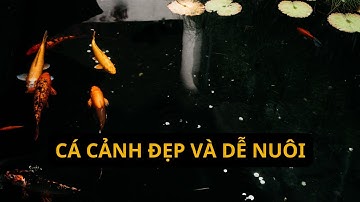 Các  loài cá cảnh dễ nuôi nhất tại Việt Nam | Cá cảnh đẹp | 4K 60fps