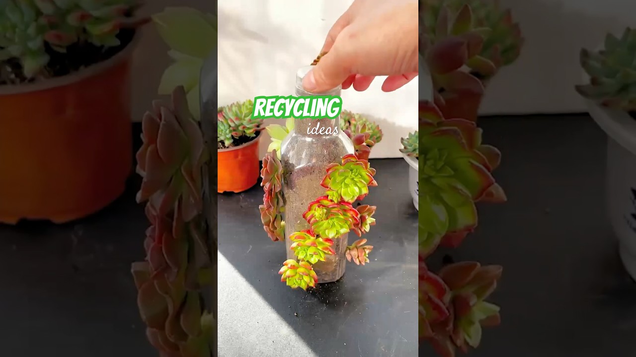 Crazy Succulent DIY Projects