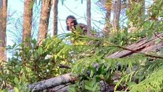 New Bigfoot Photo 2024