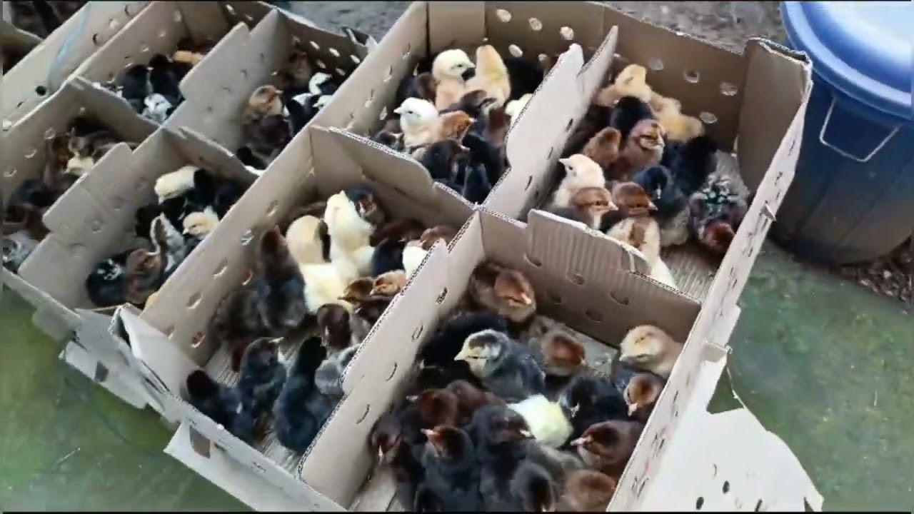 Sonali .broiler. kroiler Murgi Hahar powali konobar lagiley jogajog korak wholesale price at pabo.