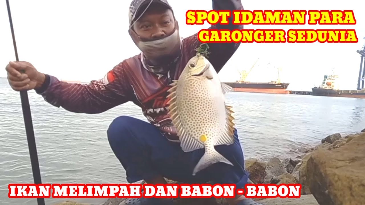 SPOT MANCING IDAMAN,SEKALI MENCOBA LANGSUNG KETAGIHAN || MANCING BARONANG
