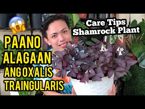 Video: Growing Oxalis Houseplant - Mga Tip Sa Pag-aalaga ng Shamrock Plants