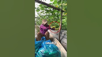 Slimme komkommerteeltmethode met flessen🤯🥒#landbouw