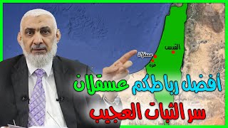 أفضل رباطكم عسقلان.. سر الثبات العجيب