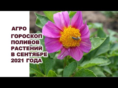 Video: Төмөнкү бакча кеңештери – Өсүмдүктөрдү астын-үстүн өстүрүү