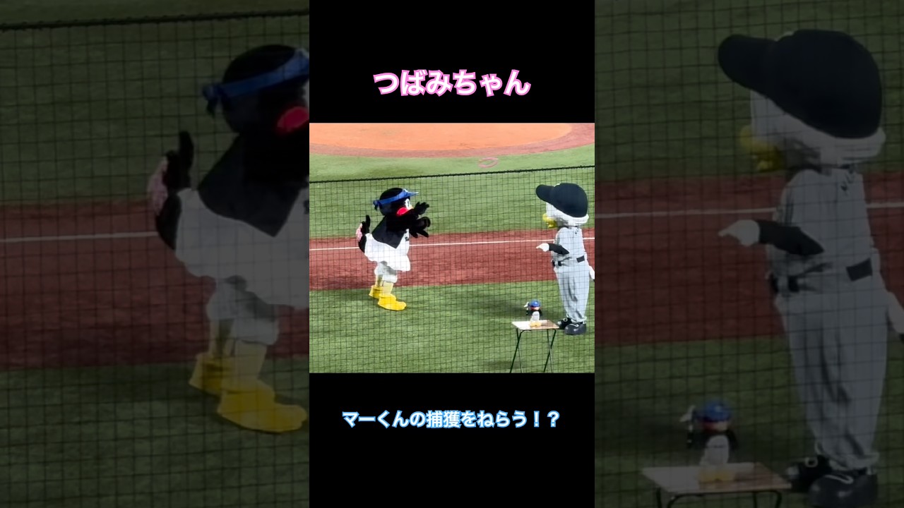 つばみ🐧🎀マーくんの捕獲を試みる!?2026/06/03