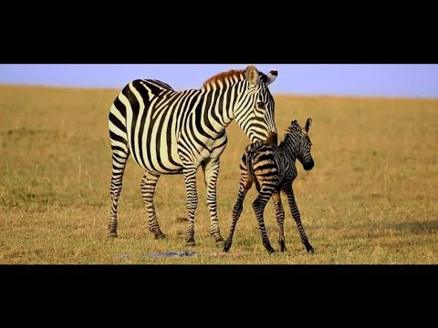 A Momma Zebra & Newborn Video - EP 16