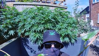 Outdoor Garden Grow UK Part 17