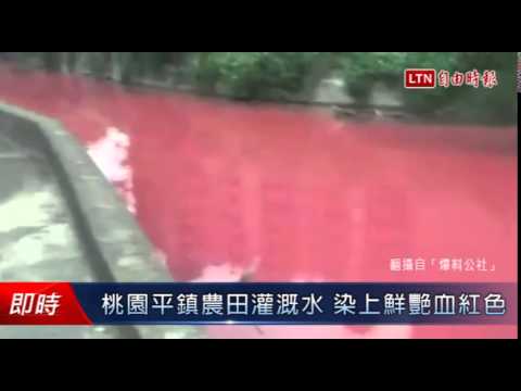 桃園平鎮農田灌溉水 染上鮮艷血紅色 - 桃園平鎮農田灌溉水 染上鮮艷血紅色