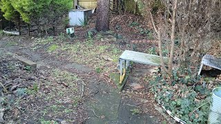 7 February 2026 garden