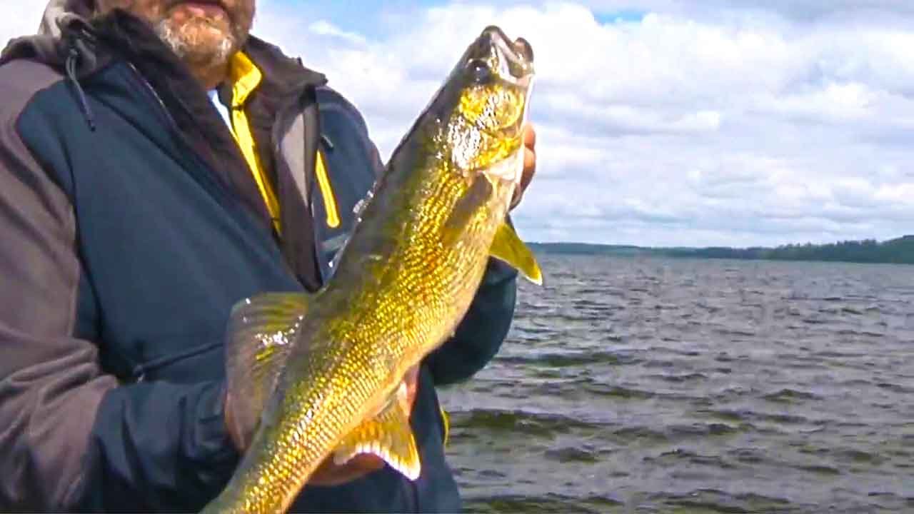 Fishing Beautiful GOLDEN WALLEYES on Rainy Lake Ontario Good Fishing