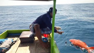 Sekali Turun Mancing Ikan Sunu Langsung Strike Beruntun Seperti Mancing Di Kolam
