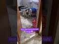 I Want A Vest Shorts Trending Funny Memes Pug Dog Youtubeshorts Foryou Viral