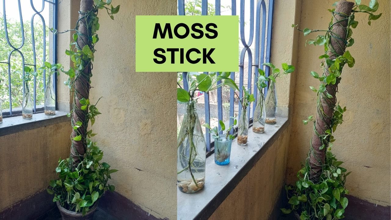 How to make moss stick for Money plants at home , घर पर मनी प्लांट के