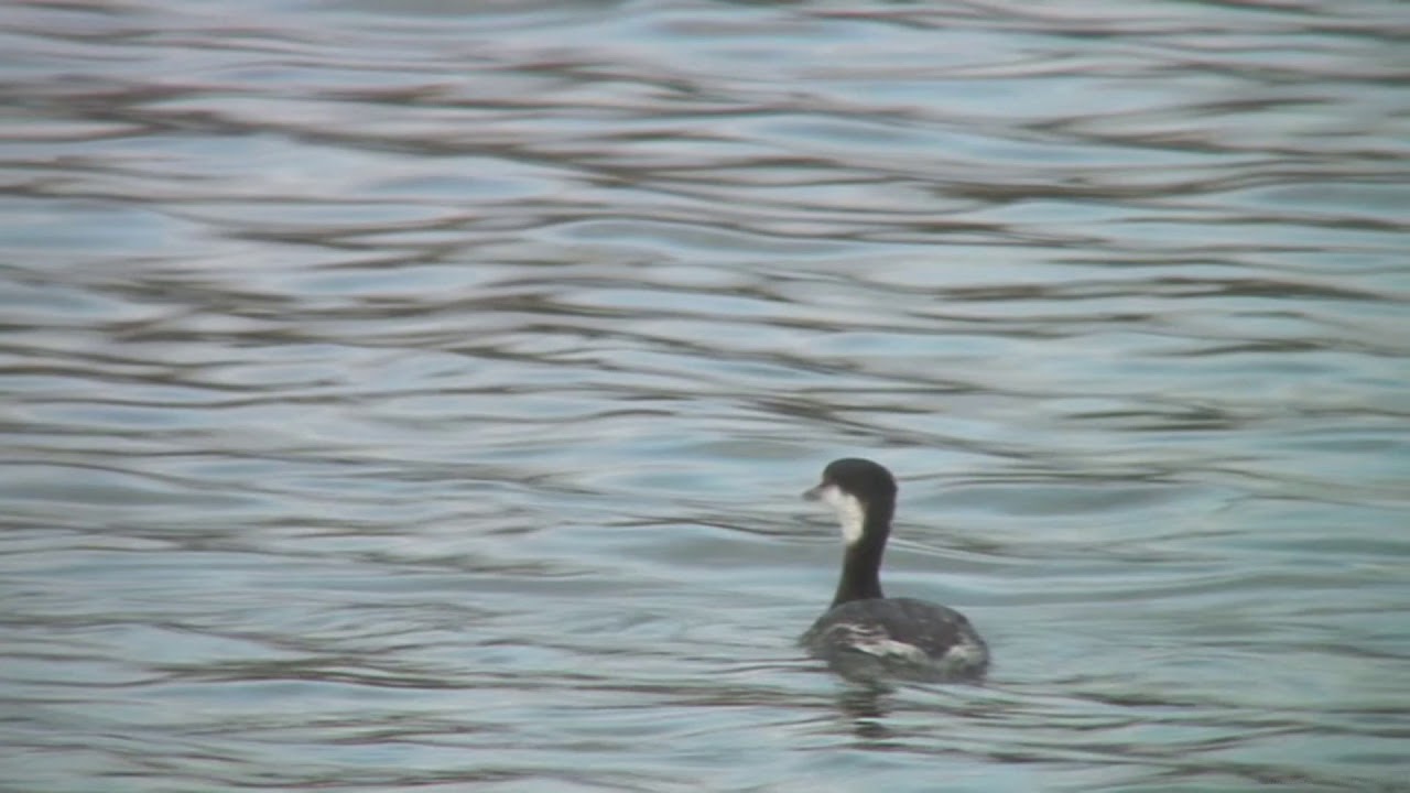 ミミカイツブリ（1）冬鳥（冬羽と夏羽） - Horned Grebe / Slavonian Grebe - Wild Bird - 野鳥