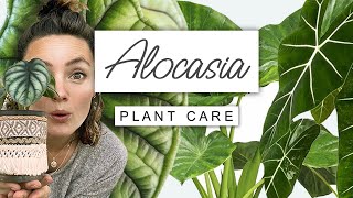 Alocasia Plant Care Guide  Care TIPS For Elephant Ear