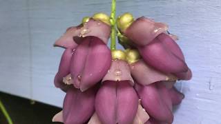 Mucuna also called Jade Vine