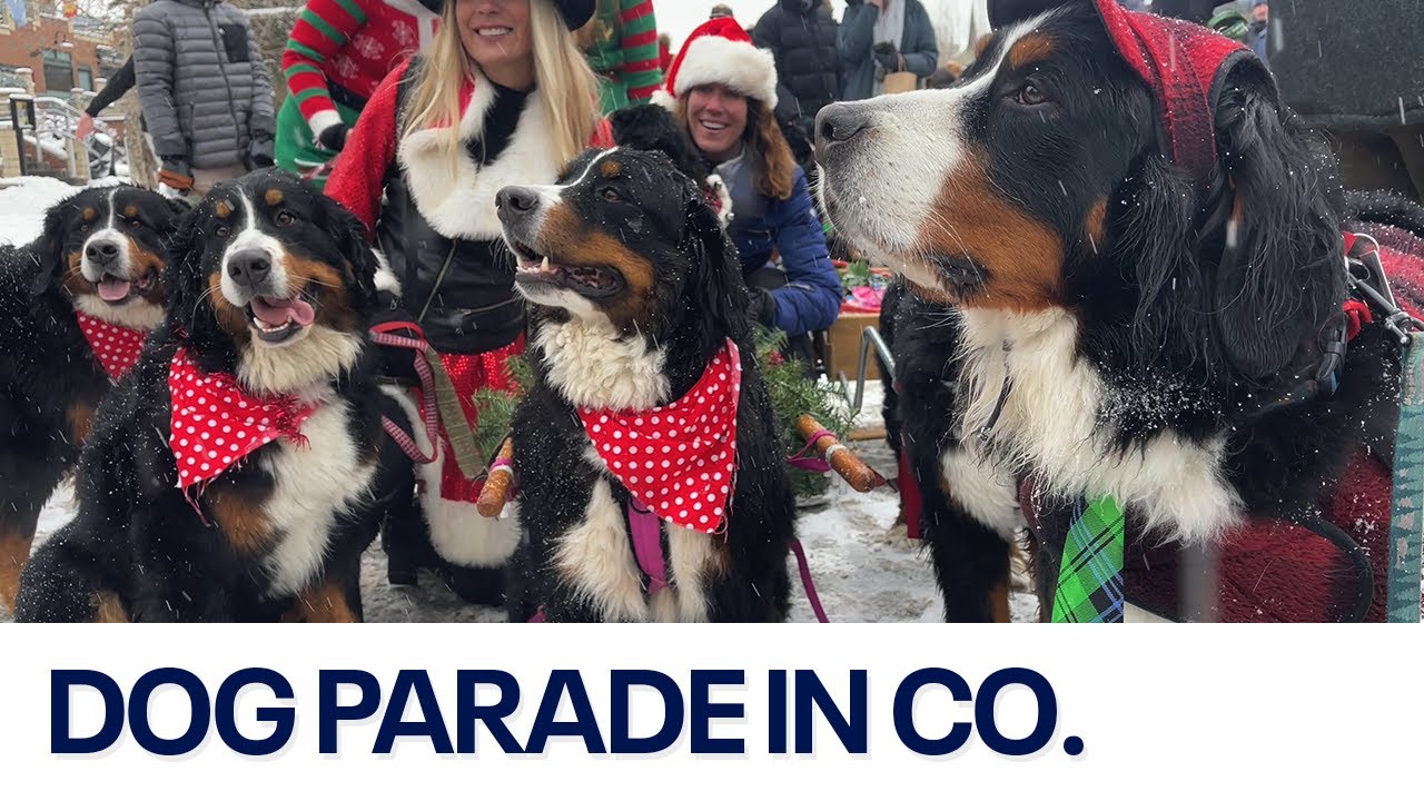Bernese Mountain Dog Parade in Breckenridge, Colorado 🐶 YouTube