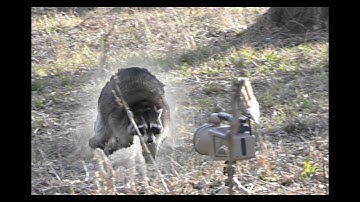 Daytime Raccoon Calling/ 4k/ Lucky Duck Call