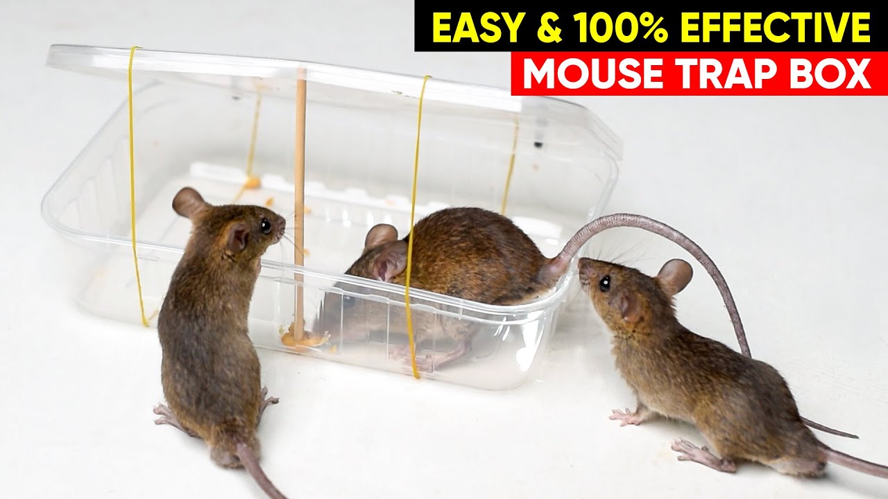 Handmade mouse trap - homemade humane rat trap - DIY handcraft trap 