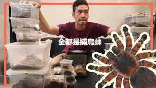 There Are 31 Tarantulas In My House 【Feeding Show】 PART 3